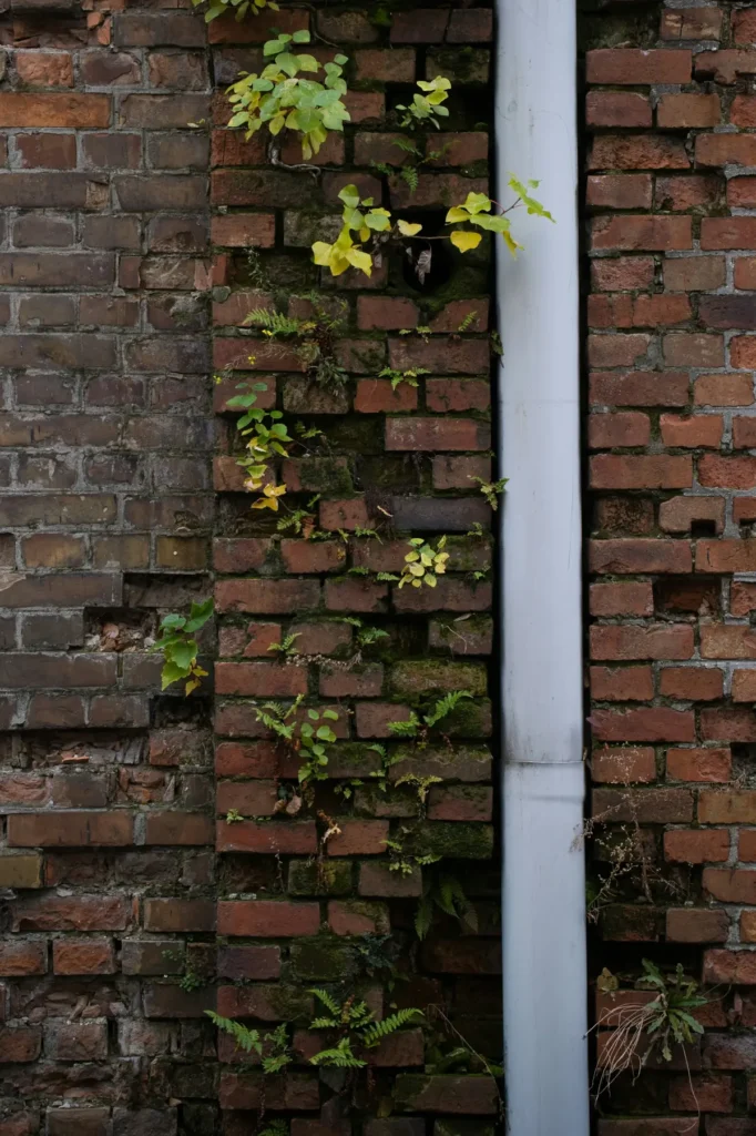 Old brick wall with green plants growing between cracks and moss-covered surfaces, metal drainpipe running vertically alongside damaged bricks