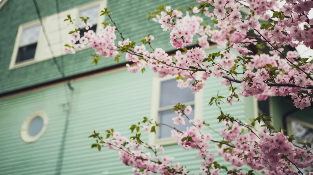 A green house behind a cherry blossom branch that shows how a home can look after roof and gutter cleaning.
