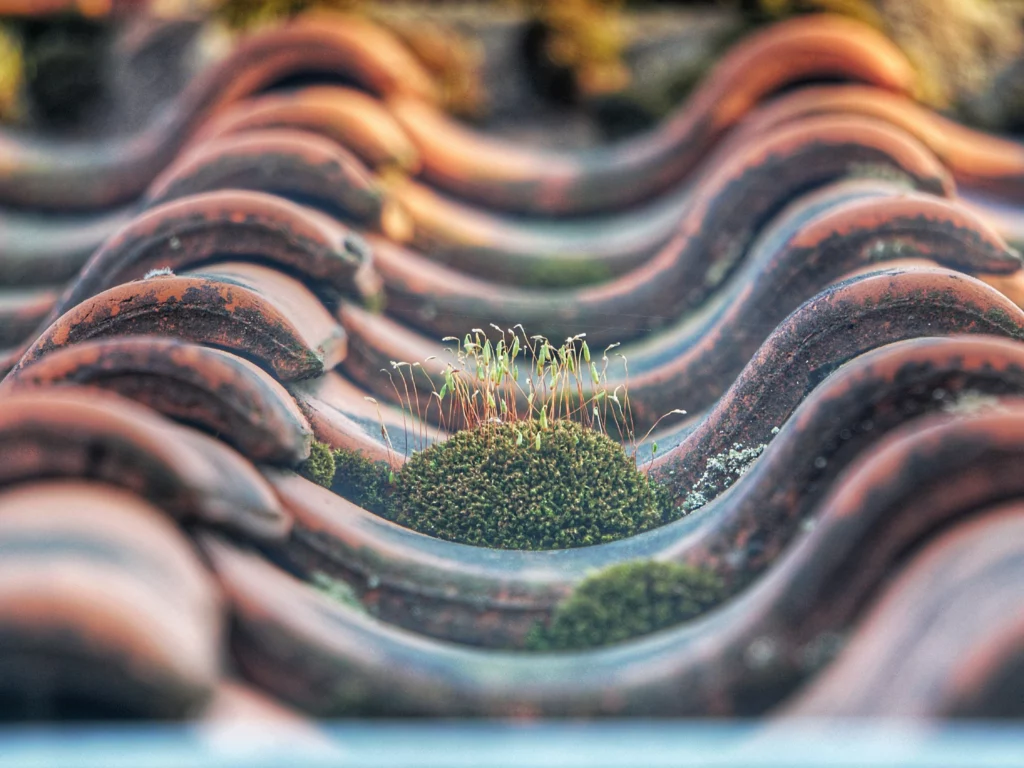 A close up of a terracotta roof tile with moss growing showing why it is important to know Can You Pressure Wash a Roof.