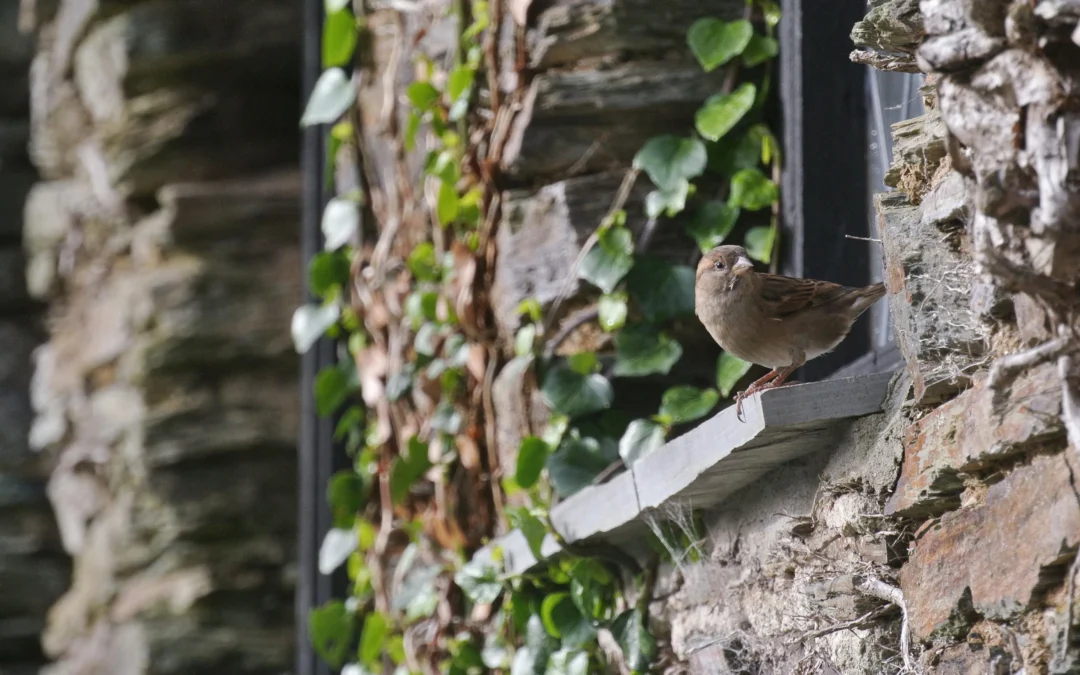 How to Transform Your View with a Window Bird Feeder