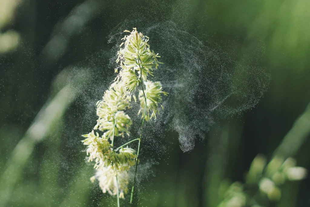 A plant with pollen blowing off it.