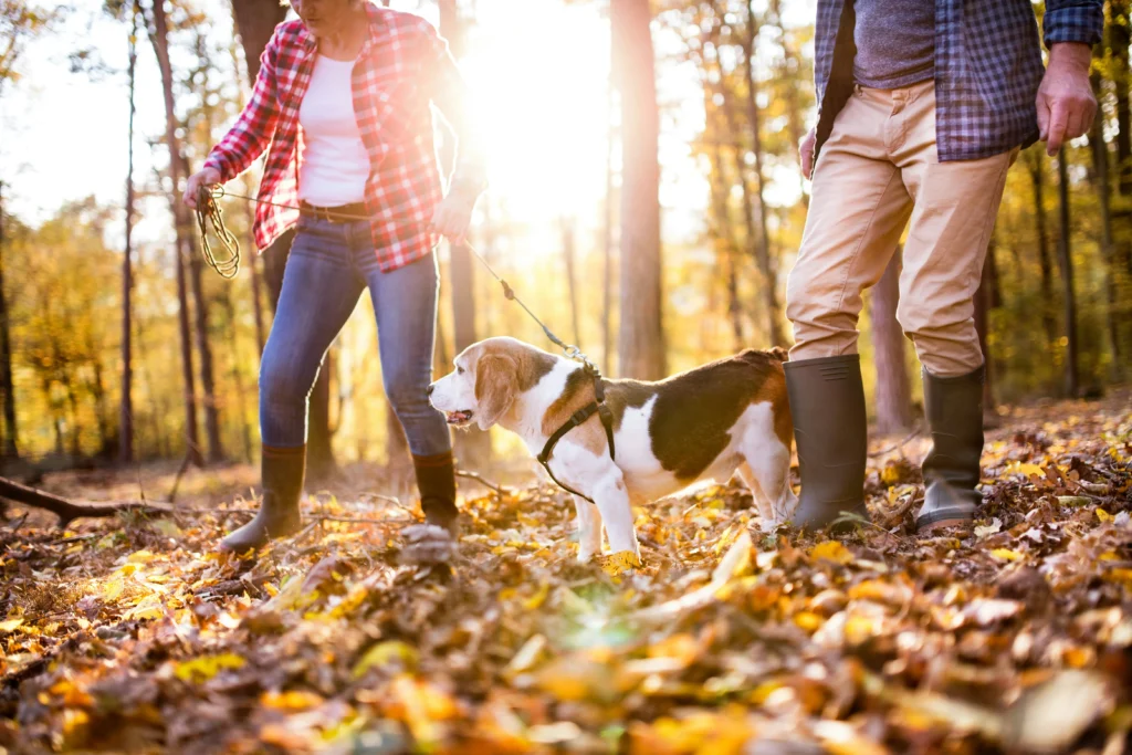 A dog and a man and a woman walking in the woods while sun shines behind them.