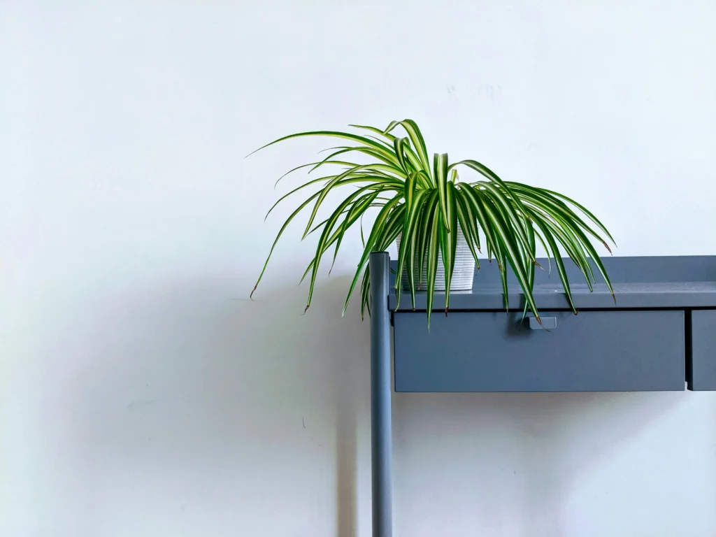 A spider plant on a blue desk.