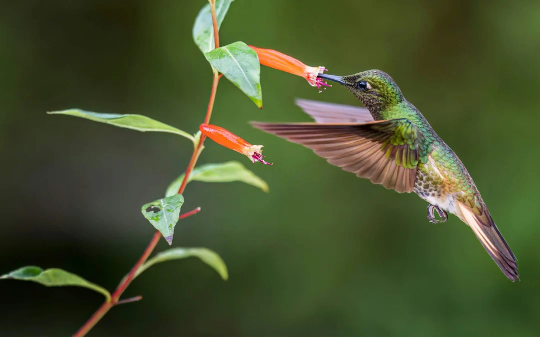 How to Stop Birds from Flying into Windows