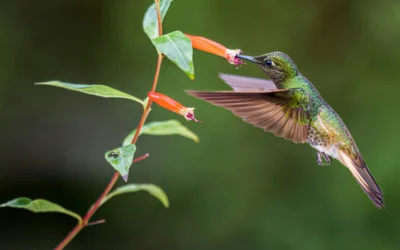 How to Stop Birds from Flying into Windows