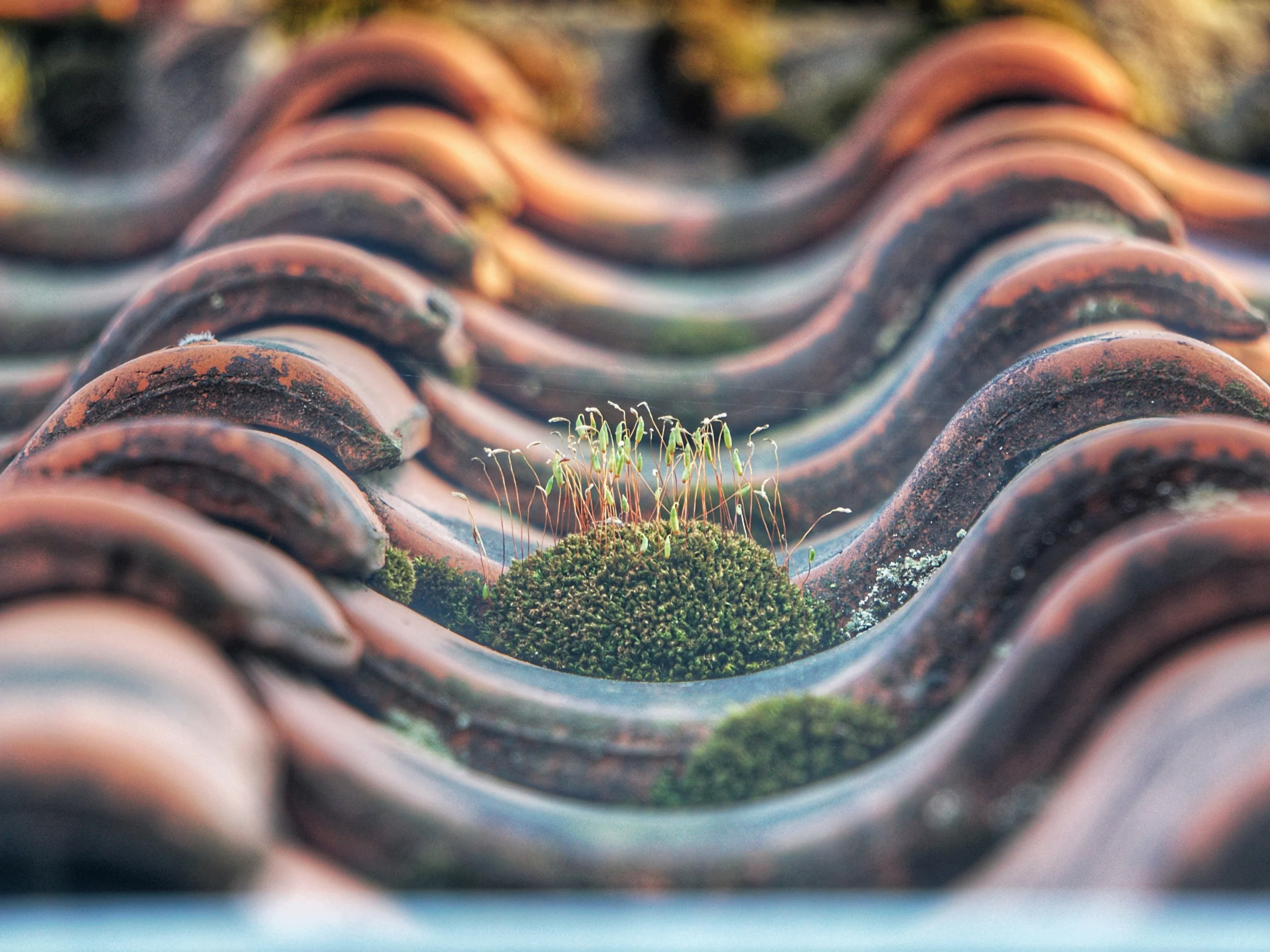 A close up of a tile roof with moss growing out of it.