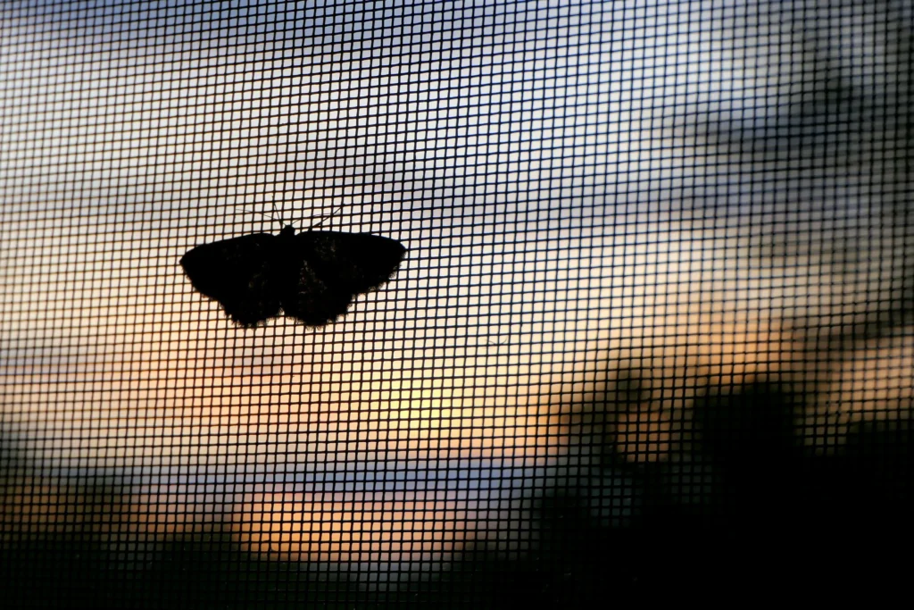 A moth sitting on a window frame.