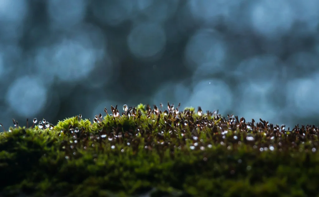 A close up of wet moss.