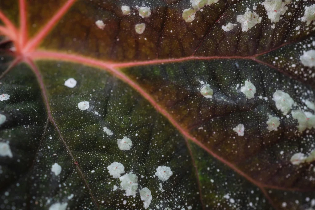 A close up of a leaf with mildew on it.